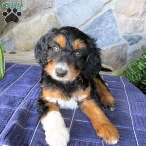 Ashe, Mini Aussiedoodle Puppy